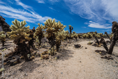 Cholla Gardens in Joshua Tree National Park in California, United States