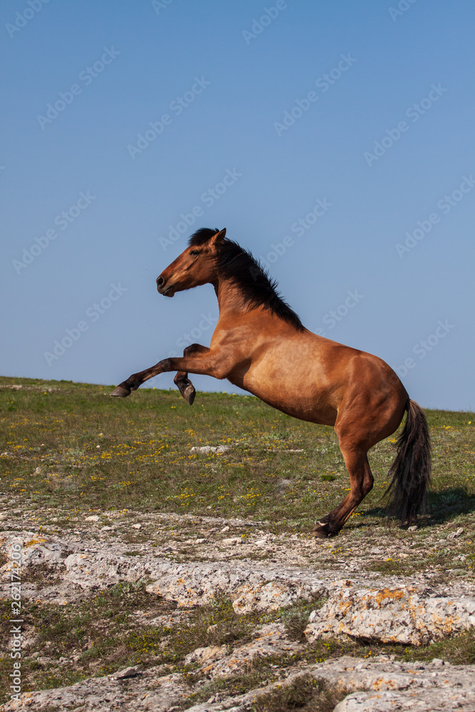 Beautiful red horse rearing up at sunny day in summer Beautiful red horse rearing up at sunny day in summer