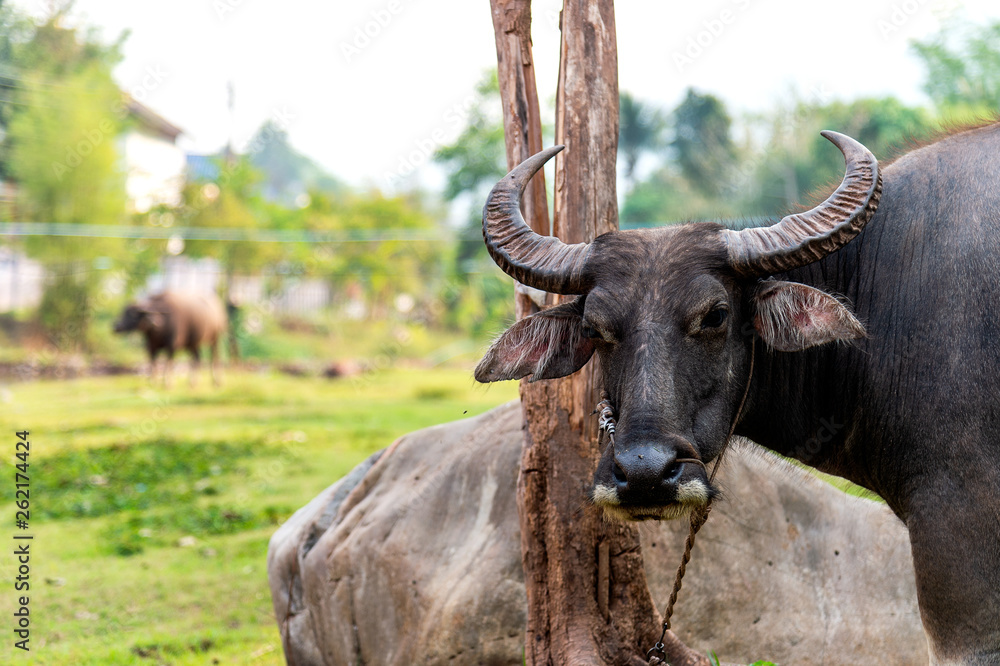 closeup buffalo eating grass with soft-focus and over light in the background closeup buffalo eating grass with soft-focus and over light in the background