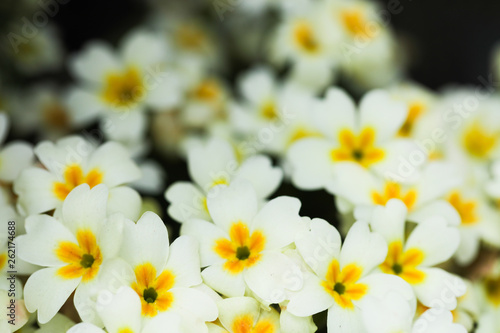 primula flower nature background  close up view
