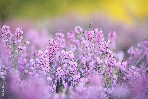 Pink flowers in meadow. Soft focus, foreground, background blur. Bokeh and green sun shined background