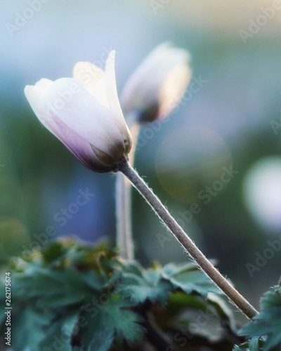 Macro of pink, white Hepatica Anemone flower. Green, yellow background. Soft focus, blur