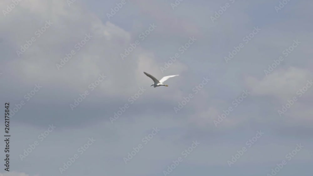 crane bird flying in the sky with clouds crane bird flying in the sky with clouds