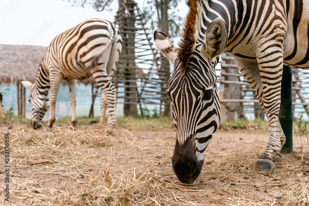 closeup zebra eating grass with soft-focus and over light in the background closeup zebra eating grass with soft-focus and over light in the background