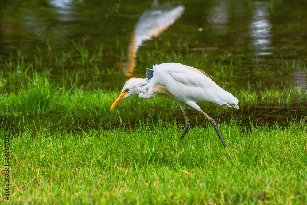 Cattle Egret walking on the field solf and blured background Cattle Egret walking on the field solf and blured background