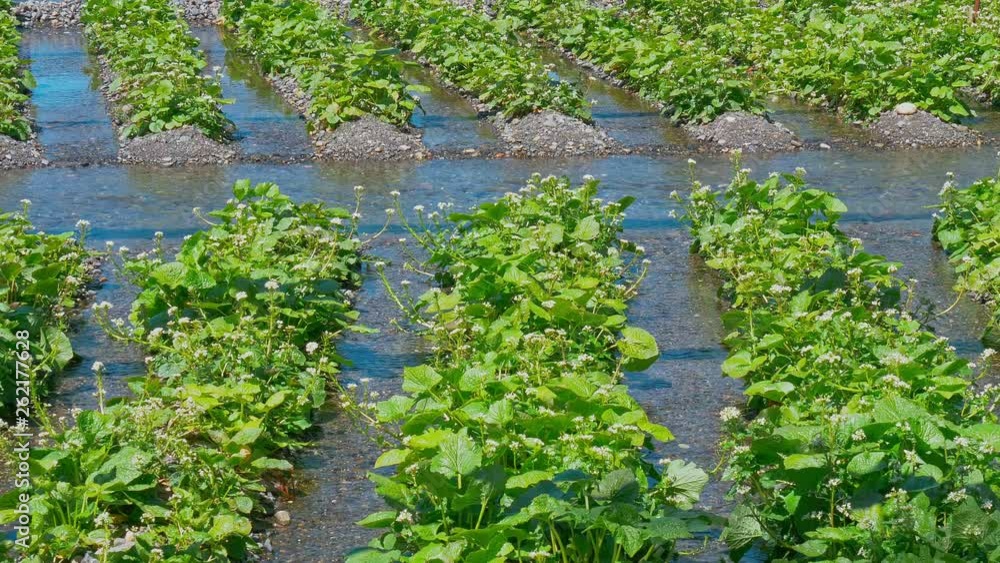 長野県 大王わさび農場 わさびと水路の流れ