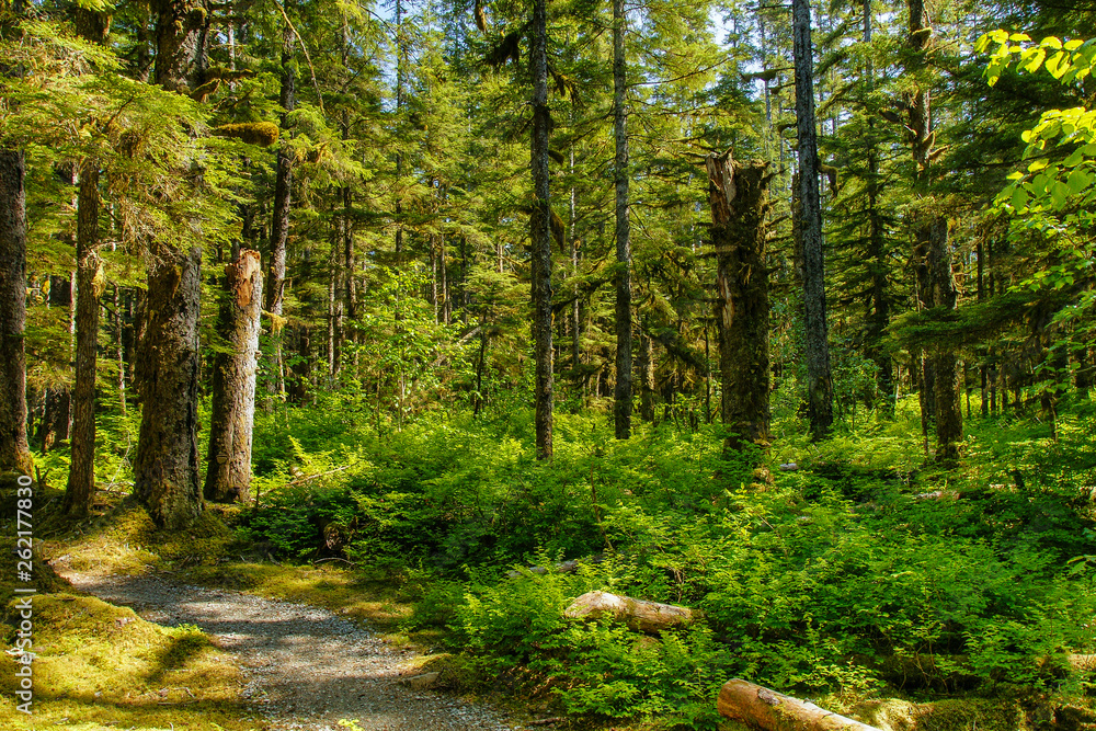 Fototapeta premium The Forest Loop Trail in the Bartlett Cove area of Glacier Bay National Park in Alaska, United States
