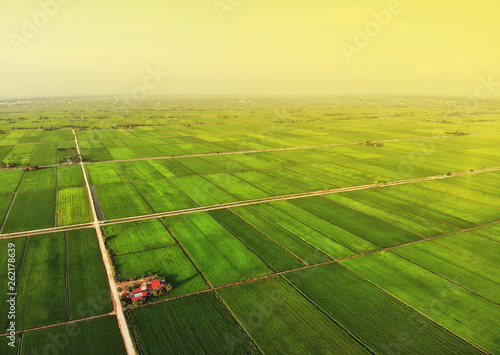 Aerial view of green paddy field in sekinchan, malaysia