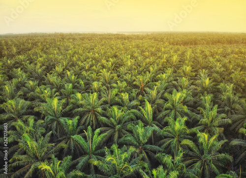 Aerial view of palm oil plantations at sunrise