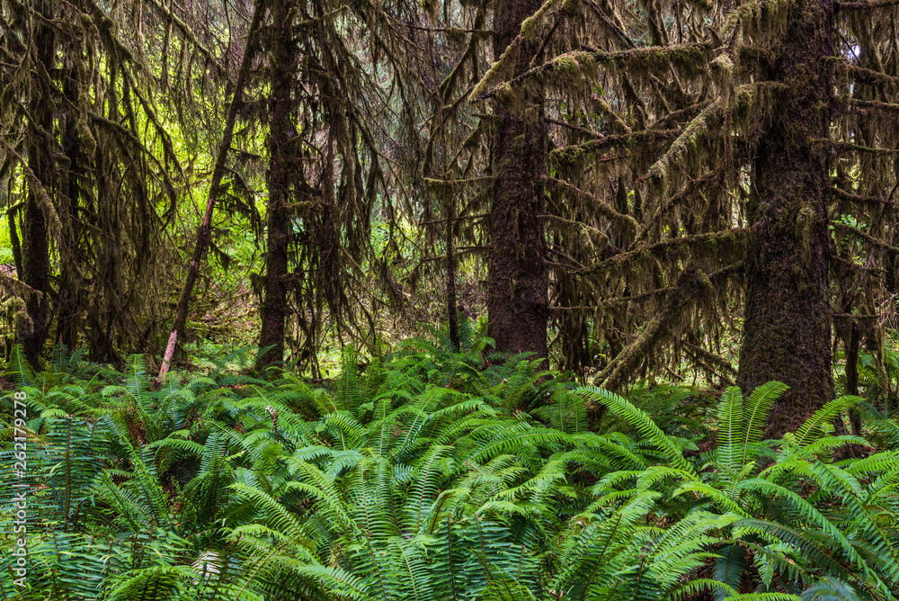 Hall of Mosses in Olympic National Park in Washington, United States Hall of Mosses in Olympic National Park in Washington, United States