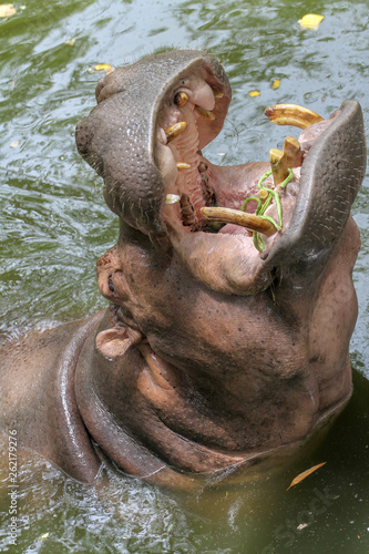 hippopotamus eatting food in river