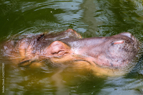 hippopotamus Sleep in river