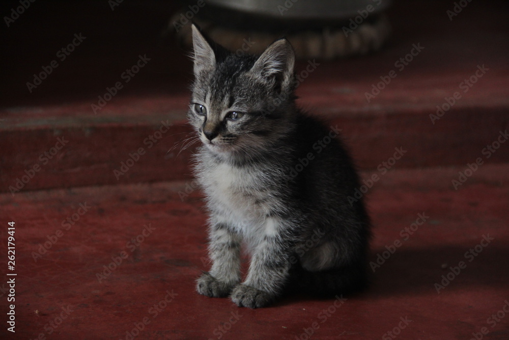 Obraz premium Angry Cat