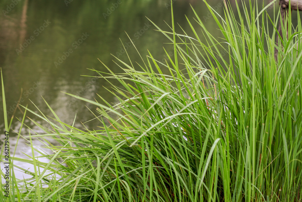 Fototapeta premium Grass and water before sunset for background
