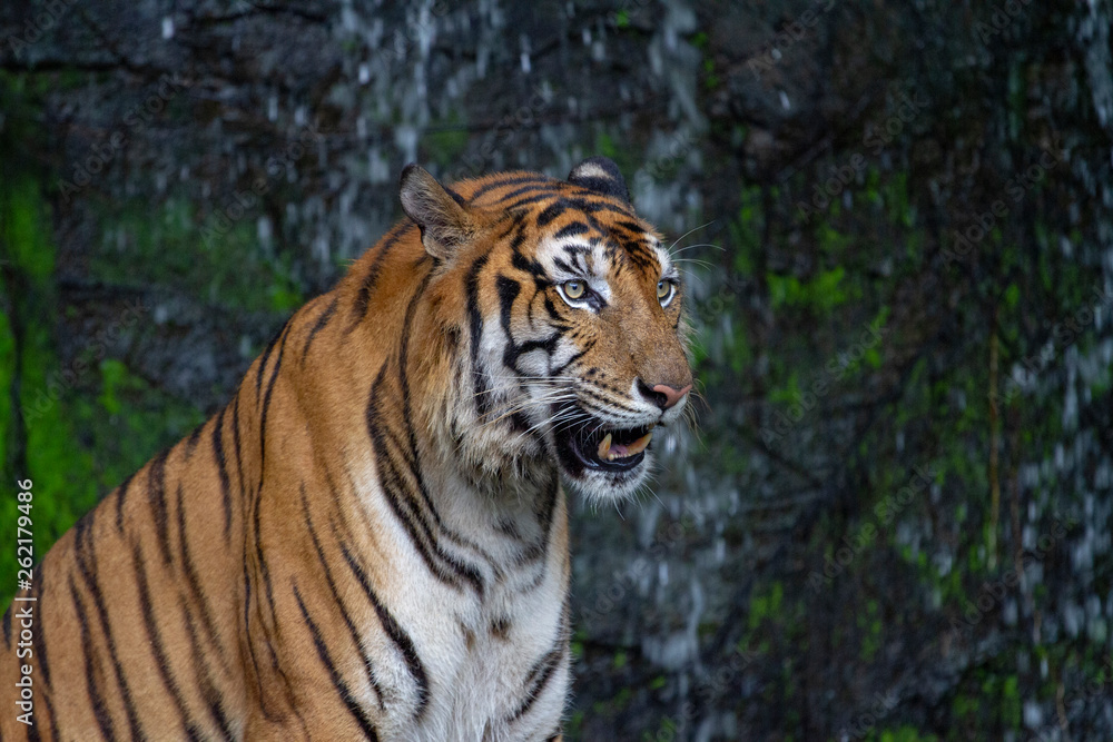 tiger sit down in front of waterfall