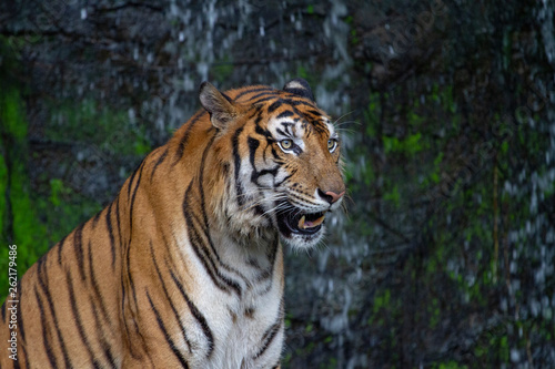 tiger sit down in front of waterfall