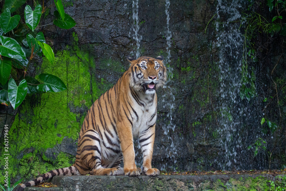 Fototapeta premium tygrys usiąść przed wodospadem