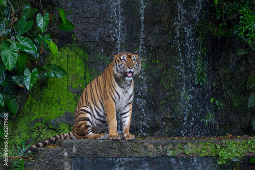 Fototapeta Naklejka Na Ścianę i Meble -  tiger sit down in front of waterfall