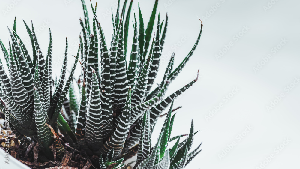 close up cactus in a pot with white background