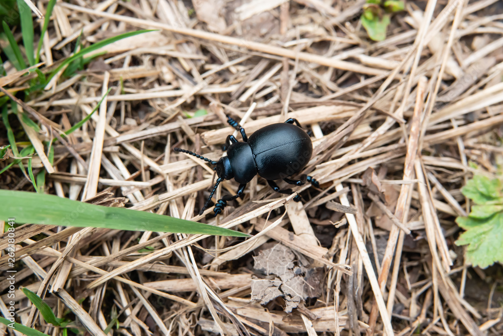 Bloody-Nosed Beetle in Springtime Bloody-Nosed Beetle in Springtime