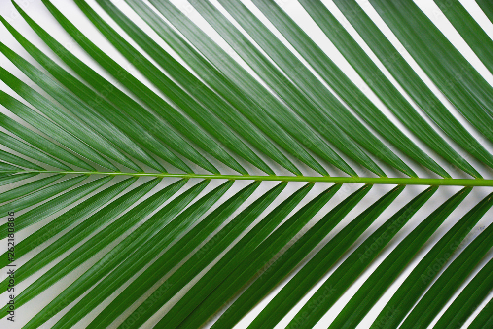 Fototapeta premium Creative tropical in Phuket Thailand green leaves layout. Nature spring concept. Flat lay.
