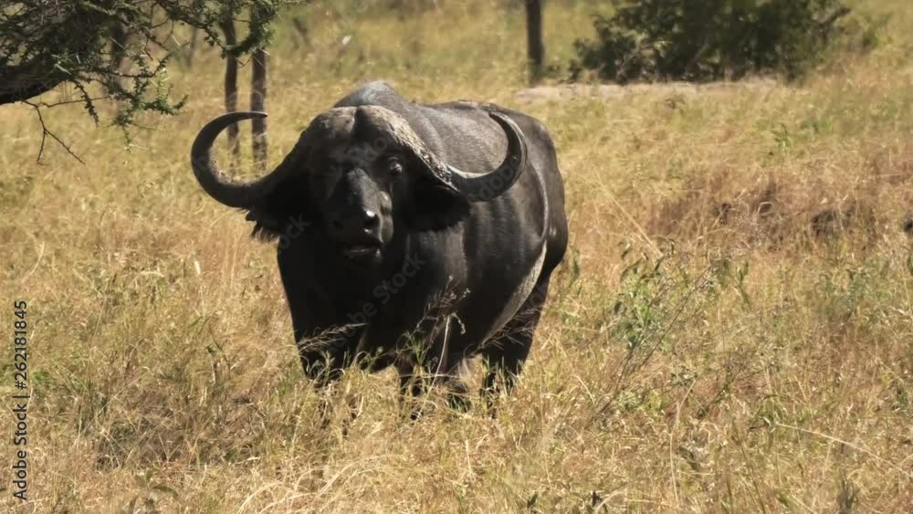 Buffalo standing and ruminating on grassland in Tanzania Africa savanna Buffalo standing and ruminating on grassland in Tanzania Africa savanna