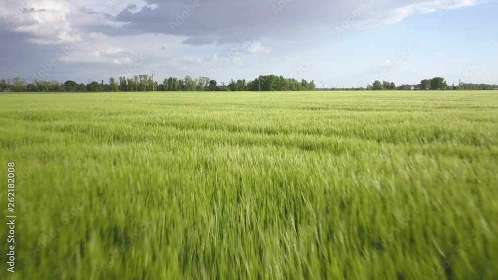 Cereal green field in spring. Simancas Spain. Cereal green field in spring. Simancas Spain.