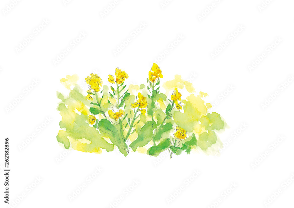 菜の花の水彩イラスト トレースベクター Stock Vector Adobe Stock
