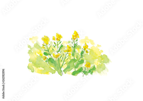 菜の花の水彩イラスト。トレースベクター。