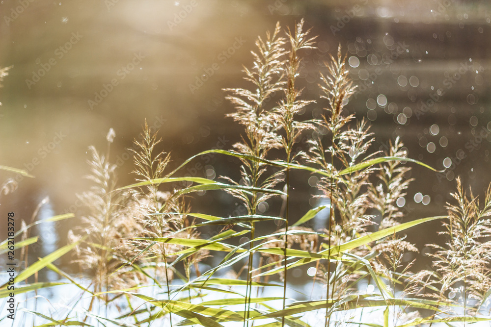 Obraz premium meadow grass field with flower in sunset landscape background on water background