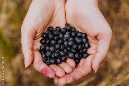 Handful of blueberries photo