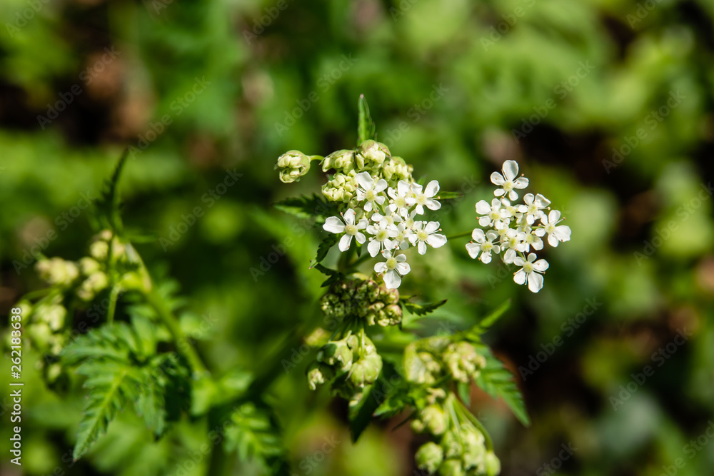 Cow Parsley Flowers in Bloom in Springtime Cow Parsley Flowers in Bloom in Springtime