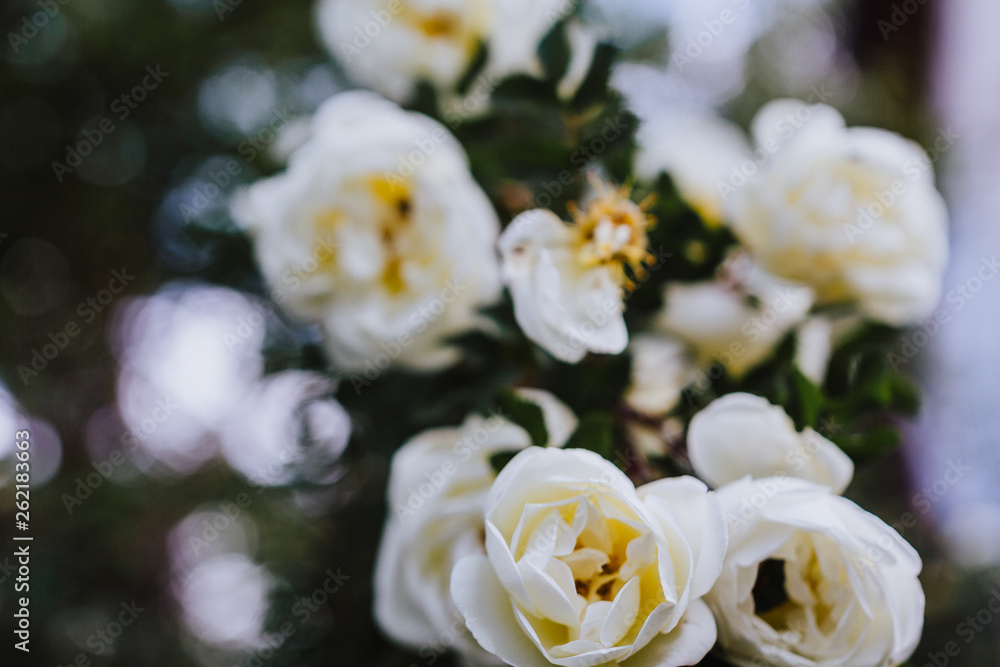 wild Rose Rosehip Spring Summer Flowers. bloom flower wild Rose Rosehip Spring Summer Flowers. bloom flower
