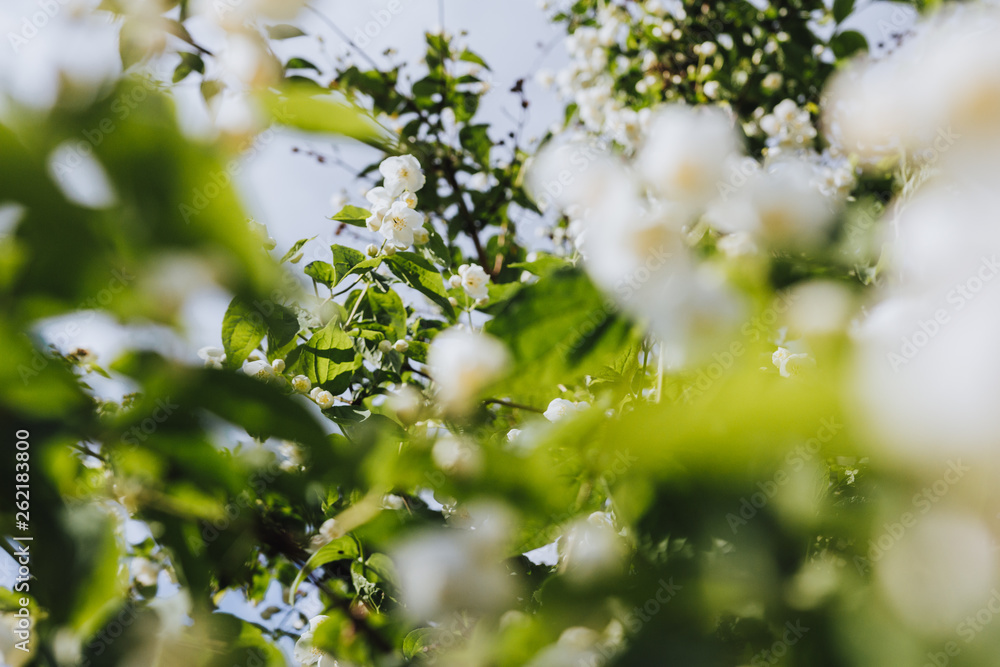 Cherry apple blossoms over blurred nature background/ Spring flowers/Spring Background with bokeh/ spring blossom Cherry apple blossoms over blurred nature background/ Spring flowers/Spring Background with bokeh/ spring blossom