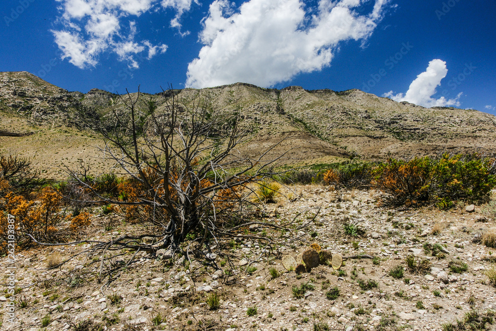 Manzanita Spring Trail in Guadalupe Mountains National Park in Texas, United States Manzanita Spring Trail in Guadalupe Mountains National Park in Texas, United States