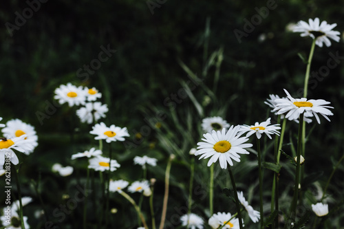 chamomile on grass background