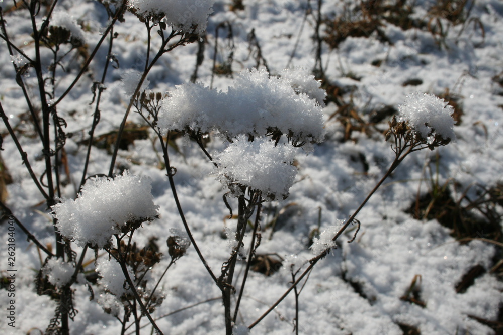 Shrub, grass covered with snow