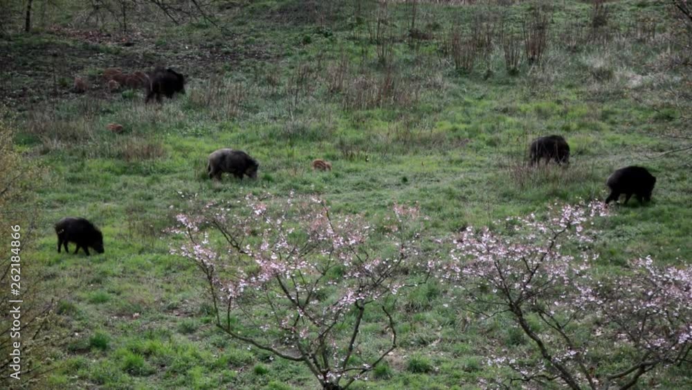Wild boars on April 15, 2016 in Falkensee (Brandenburg) close to Berlin Spandau, Germany Wild boars on April 15, 2016 in Falkensee (Brandenburg) close to Berlin Spandau, Germany