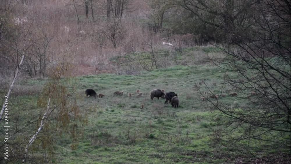 Wild boars on April 15, 2016 in Falkensee (Brandenburg) close to Berlin Spandau, Germany Wild boars on April 15, 2016 in Falkensee (Brandenburg) close to Berlin Spandau, Germany