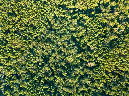 Beautiful natural green background from trees in the sunny afternoon. Aerial view of the drone as a layout