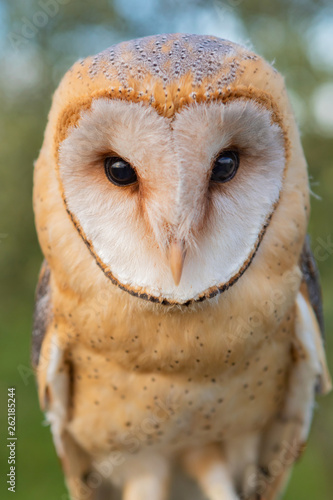 Portrait of white owl