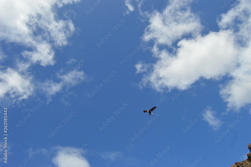 Águila americana en el cielo