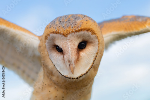 Portrait of white owl photo