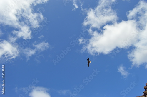 Águila americana en el cielo