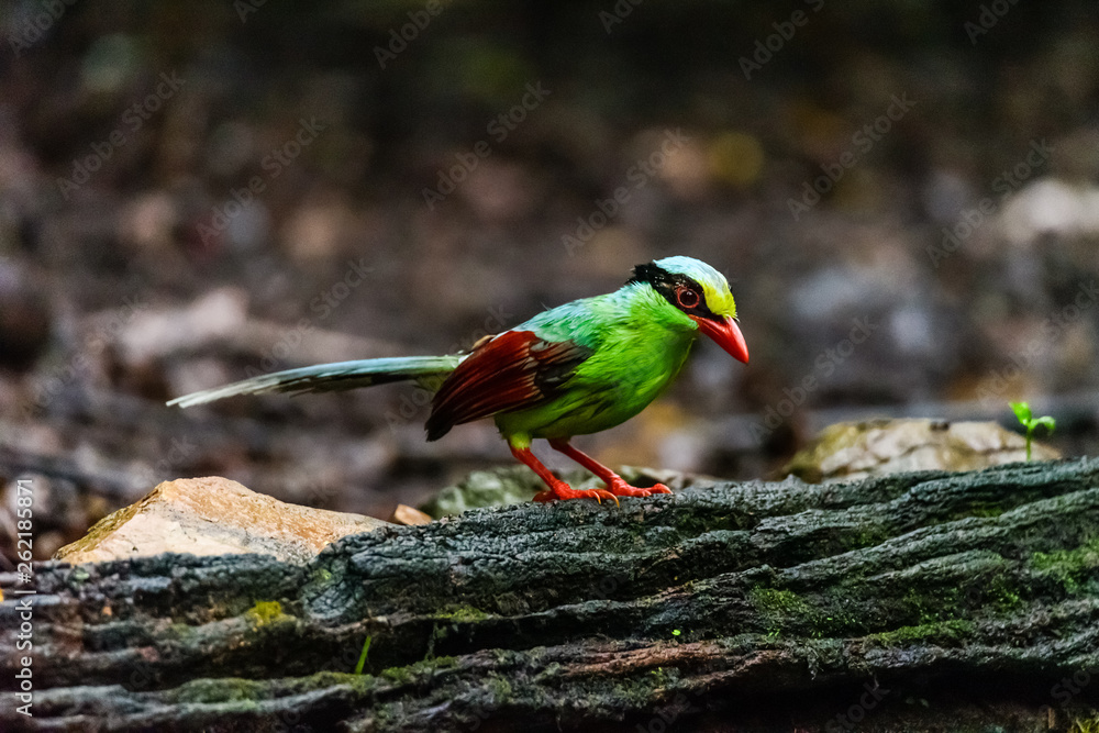 Fototapeta premium Deep green Common green magpie