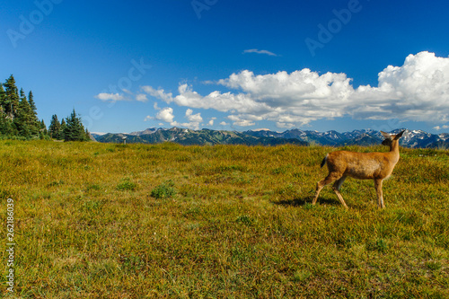 Mule Deer at Hurricane Ridge in Olympic National Park in Washington, United States