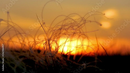 Stipa plants in beautiful sunset light in the meadow in springtime in Hungary photo