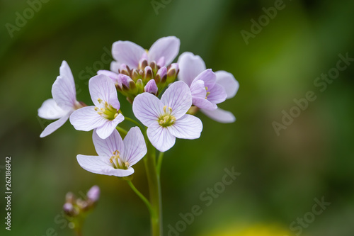 Cuckooflowers in Bloom in Springtime