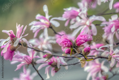 Magnolia stellata,star magnolia,