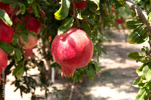 Ripe pomegranate fruit on the tree branch.